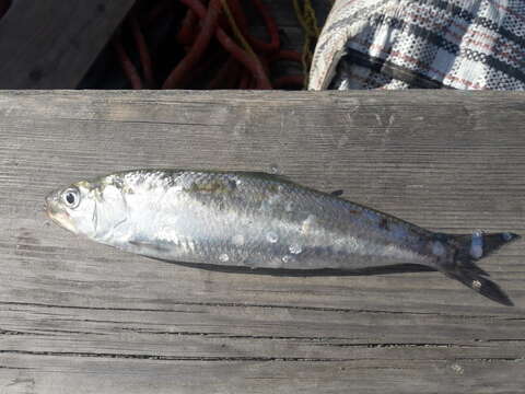 Image of Black Sea Shad