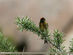 Image of Fire-fronted Serin