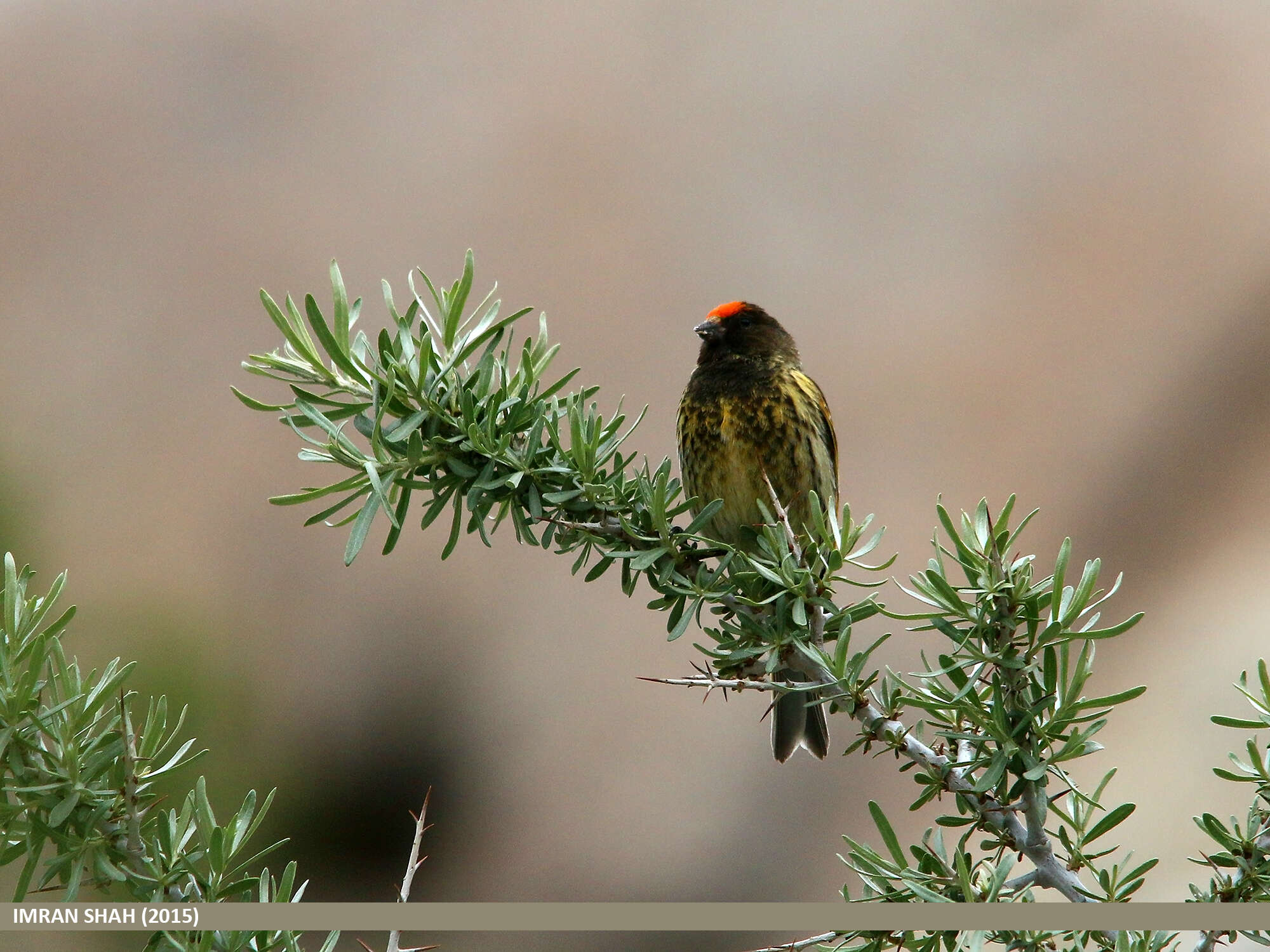 Image of Fire-fronted Serin