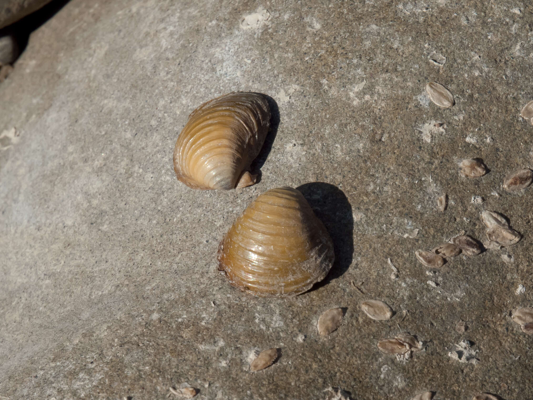 Image of Golden Freshwater Clam