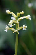 Image of Green Woodland Orchid