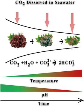 Image of red algae