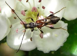 Image of Midland Hawthorn