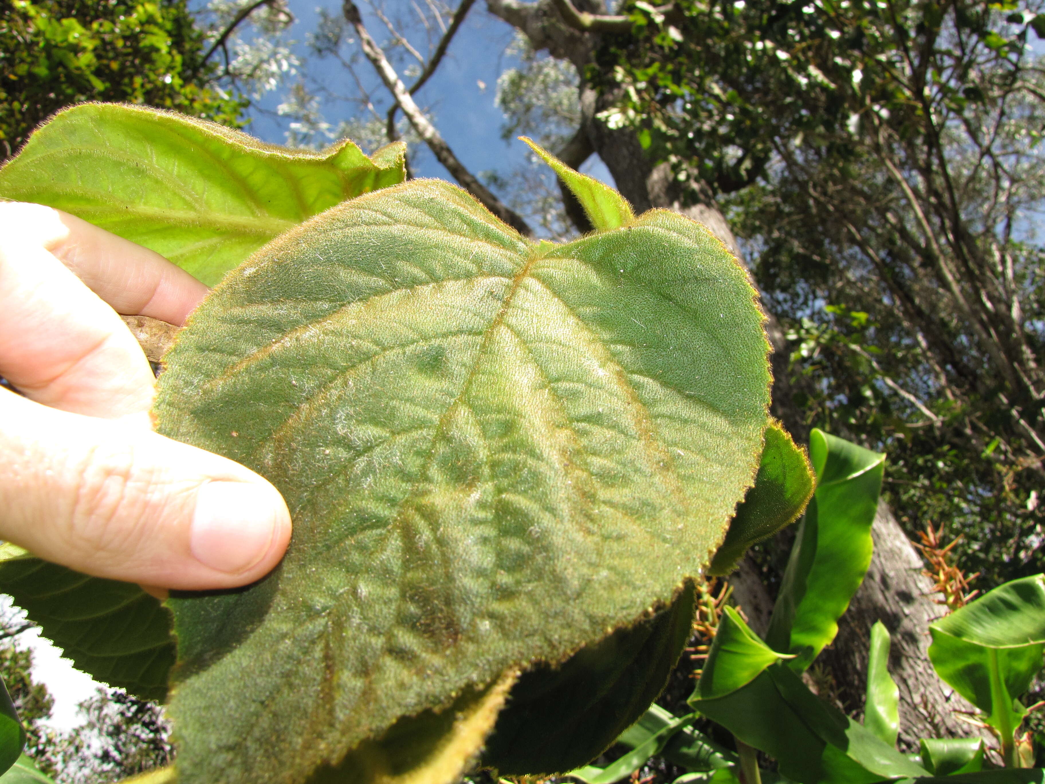 Sivun Cyrtandra platyphylla A. Gray kuva