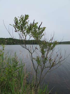 Image of desert false indigo