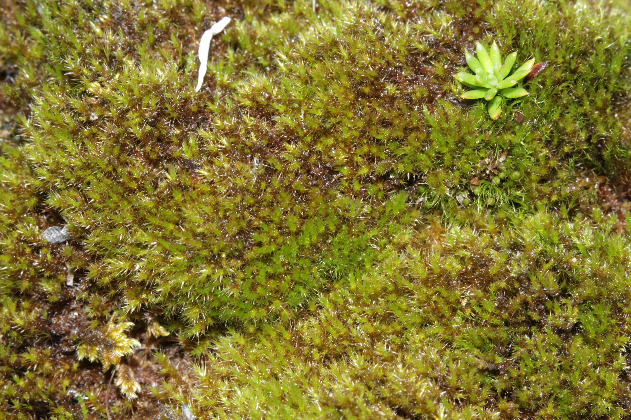 Image of Campylium stellatum