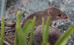 Image of Cape Spiny Mouse