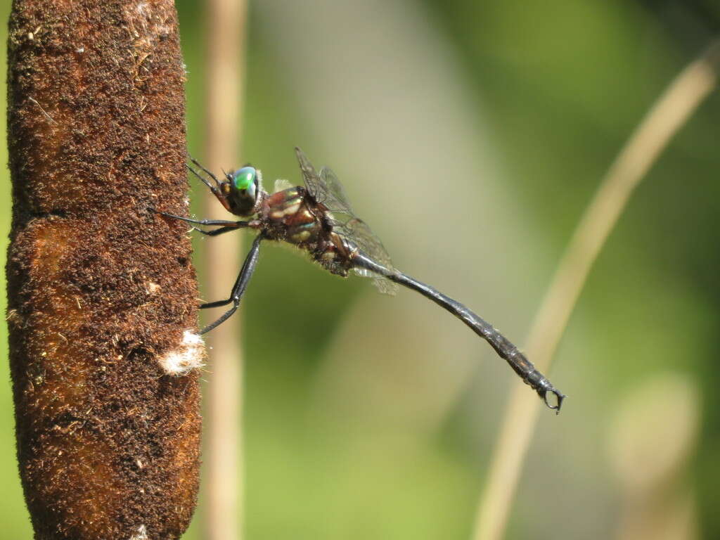 Image of Clamp-tipped Emerald