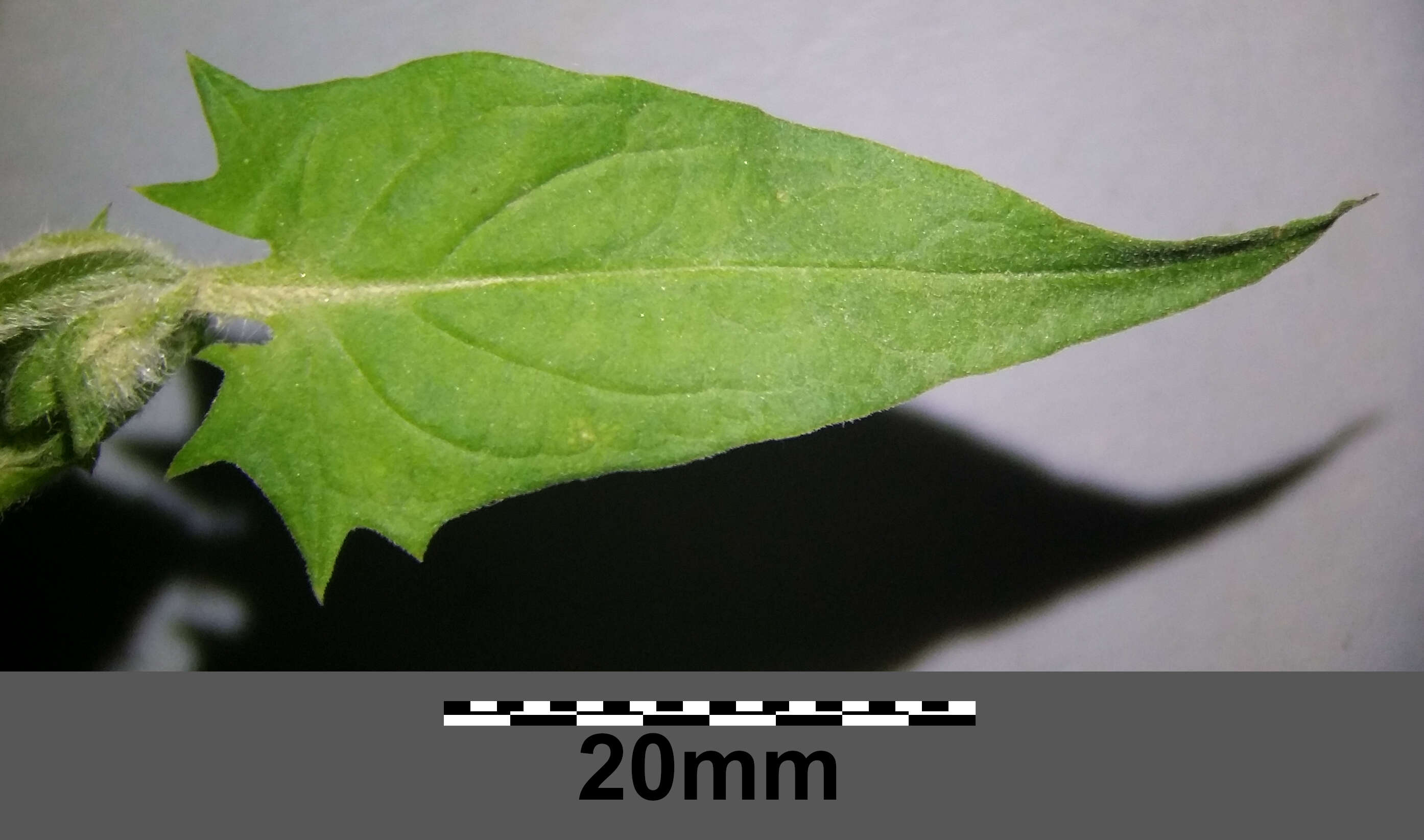 Слика од Melampyrum nemorosum L.