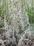 Image of Artemisia austriaca Jacq.