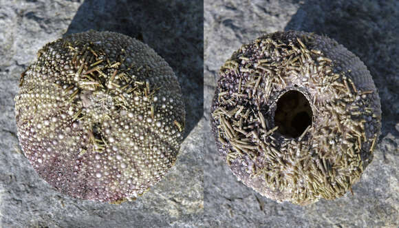 Image of green sea urchin