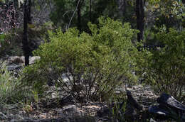 Image of Philotheca ciliata Hook.