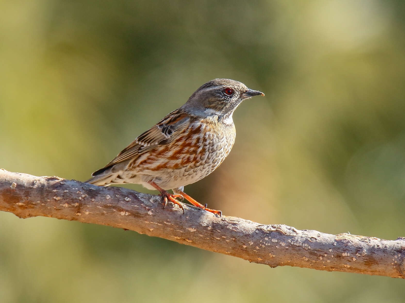 Image of Altai Accentor