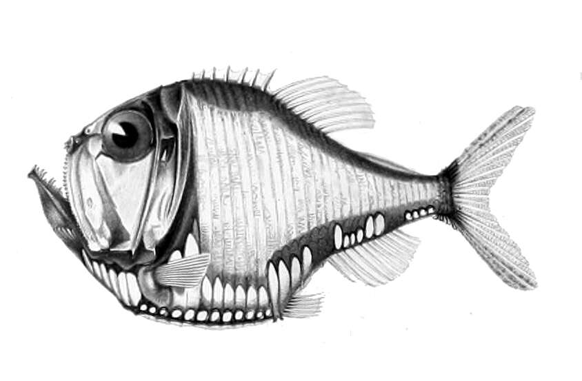 Image of Hatchetfish