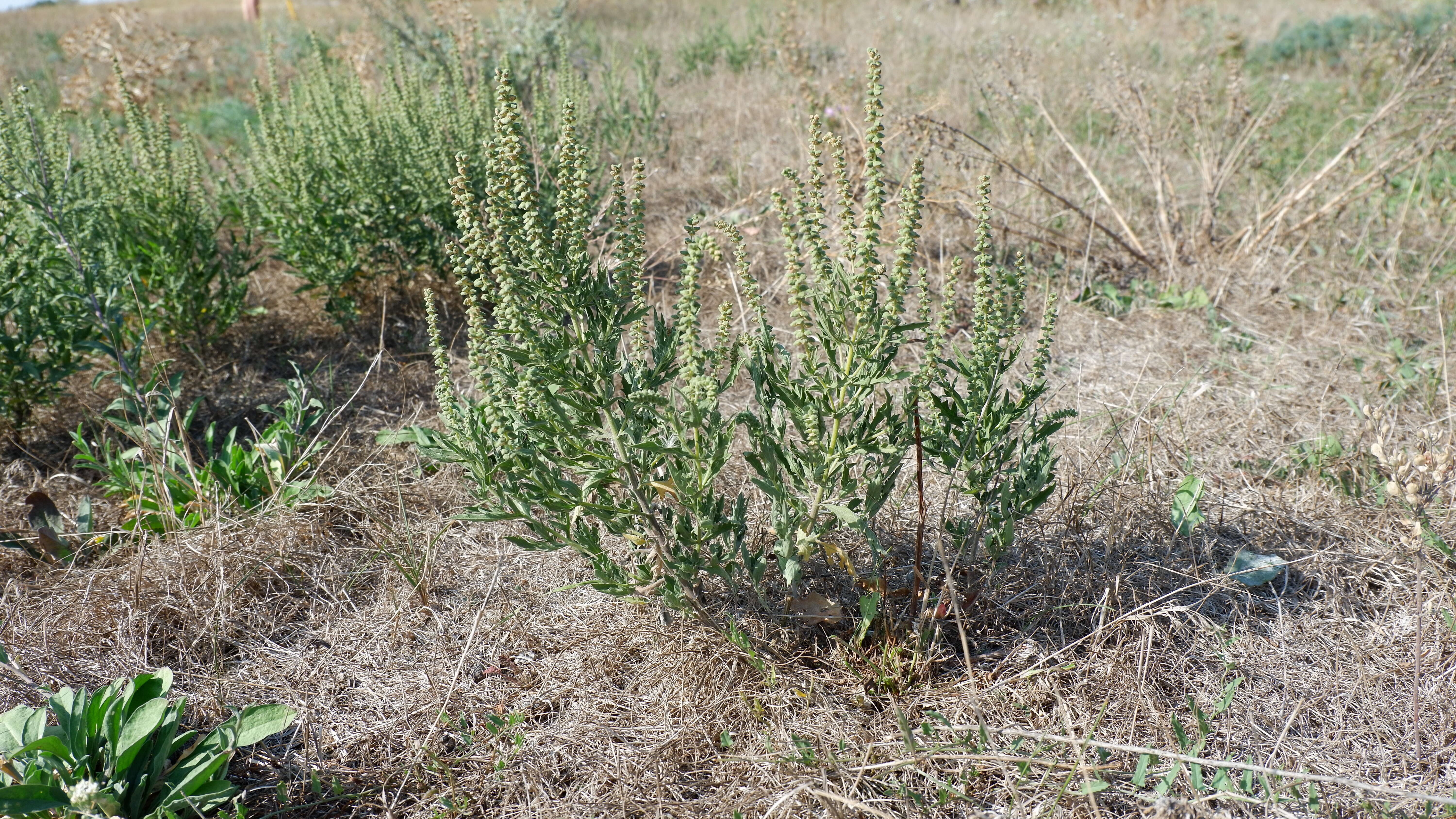 Image of Cuman ragweed