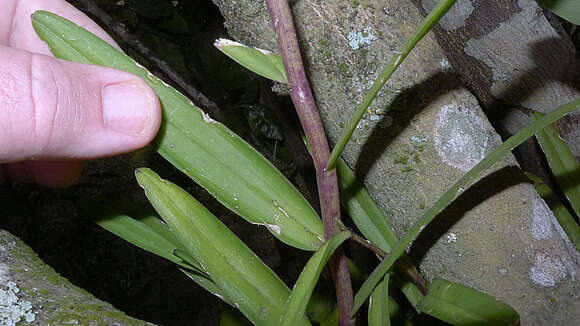 Image of Epidendrum flexuosum G. Mey.