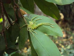 Image of Green Huntsman