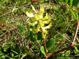 Image of licorice milkvetch