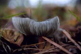 Image of Clitocybe odora (Bull.) P. Kumm. 1871