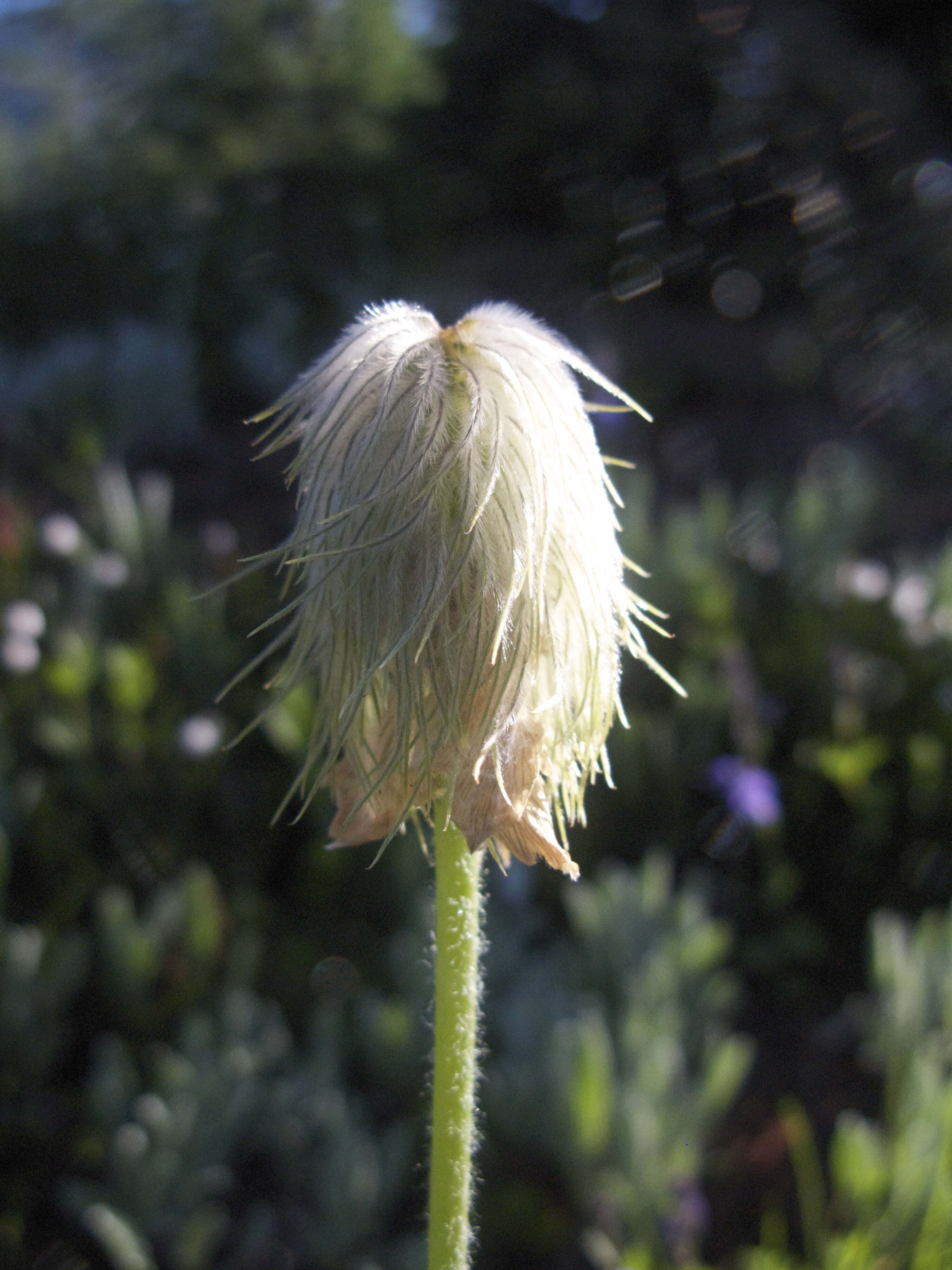 Image of white pasqueflower