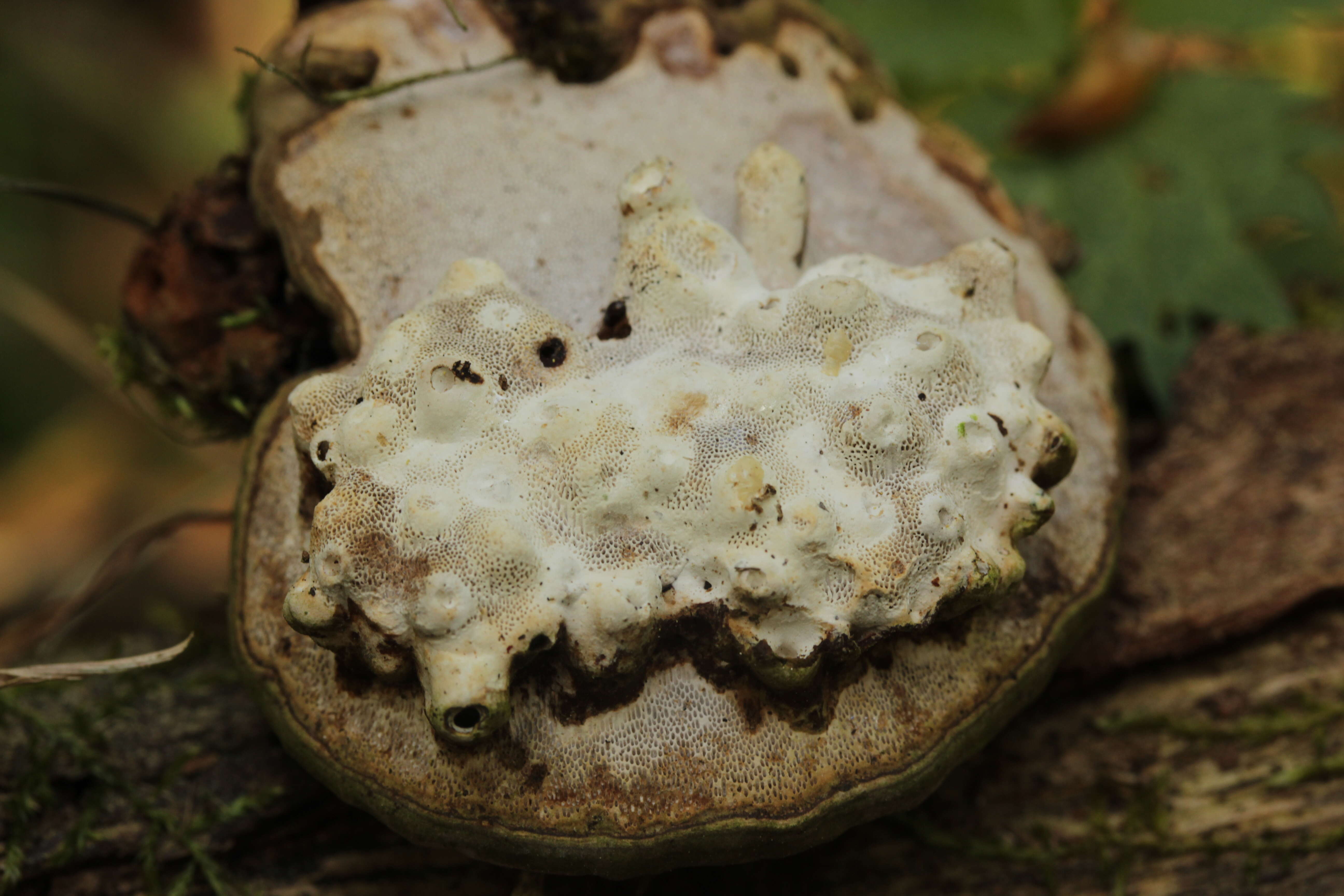 Image of Ganoderma applanatum