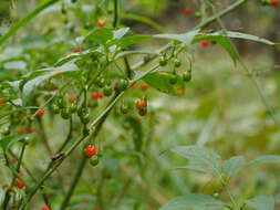 Image of Tubocapsicum