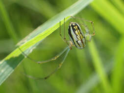 Image of Leucauge argyra (Walckenaer 1841)