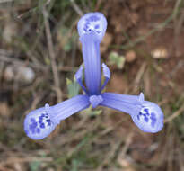 Image of Iris reticulata M. Bieb.