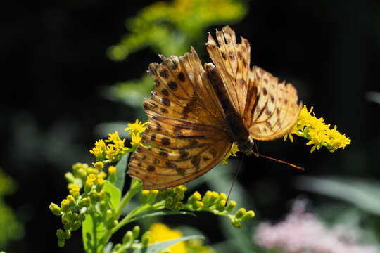 Image of Argynnis sagana