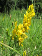 Imagem de Genista tinctoria L.