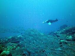 Image of Chevron Manta Ray