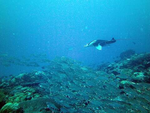 Image of Chevron Manta Ray