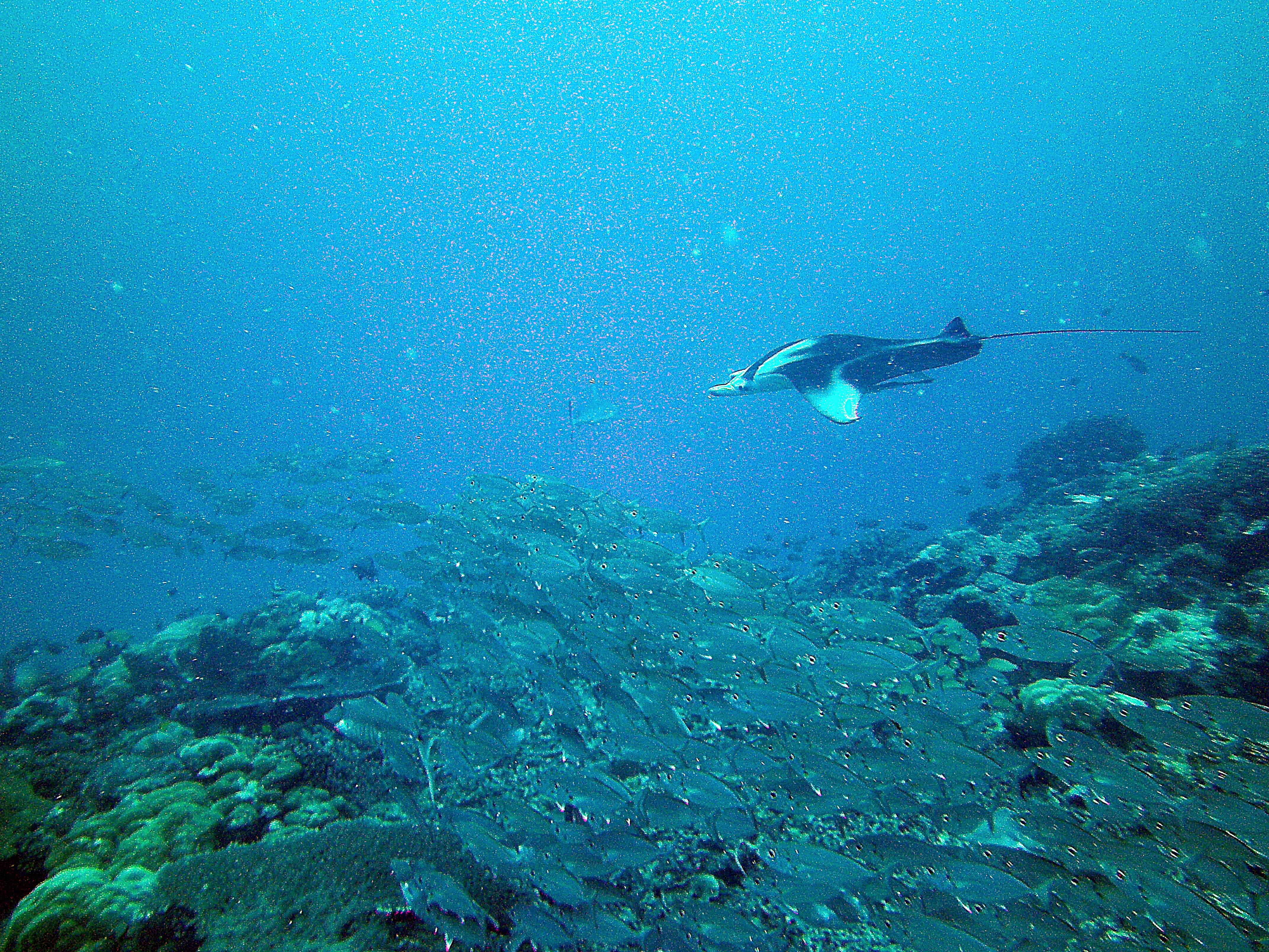 Image of Chevron Manta Ray