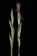 Image of poverty dropseed