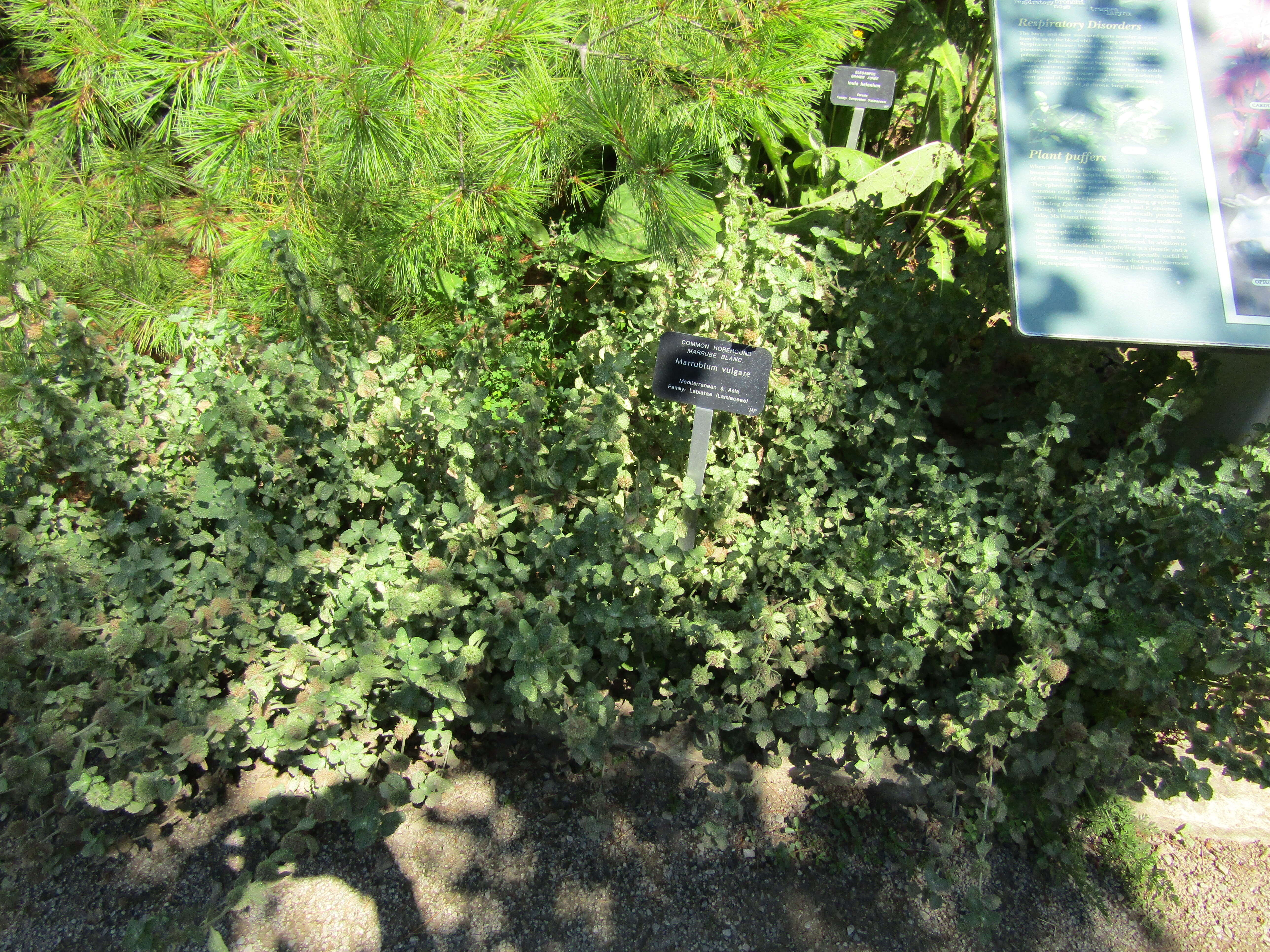 Image of horehound