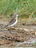 Image of Marsh Sandpiper