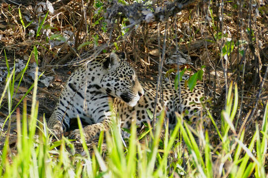 Image de Panthera onca palustris (Ameghino 1888)