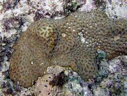 Image of larger star coral