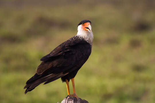 Image of Caracara Merrem 1826