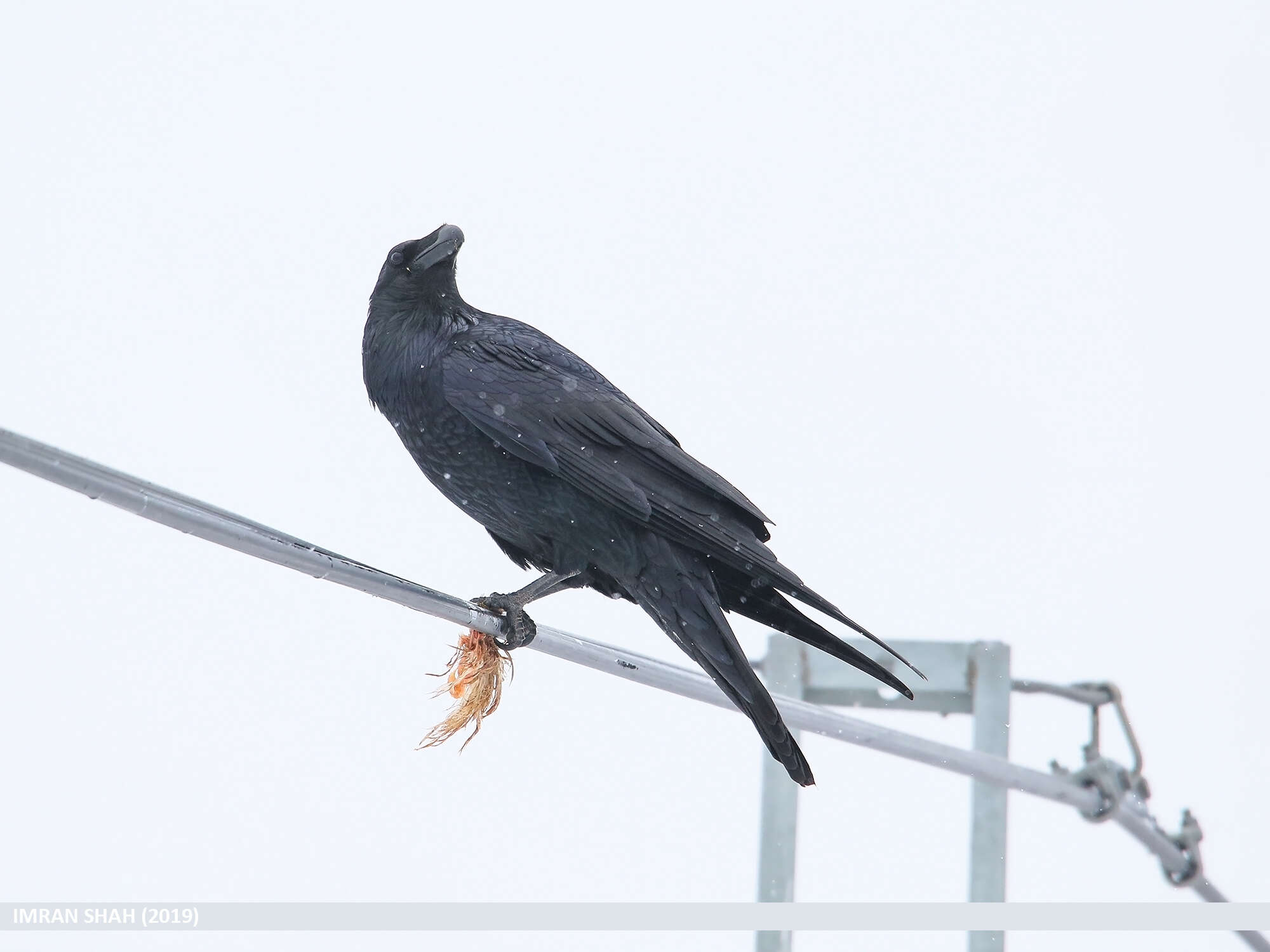 Image of Northern Raven