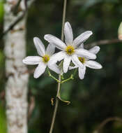 Image of New Zealand clematis