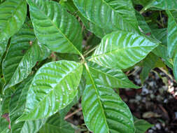 Imagem de Psychotria nervosa Sw.