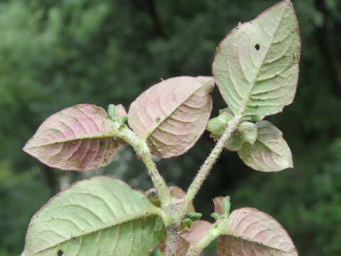 Imagem de Persicaria capitata (Buch.-Ham. ex D. Don) H. Gross