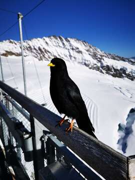 Image of Alpine Chough