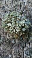 Image of Cartilage lichen