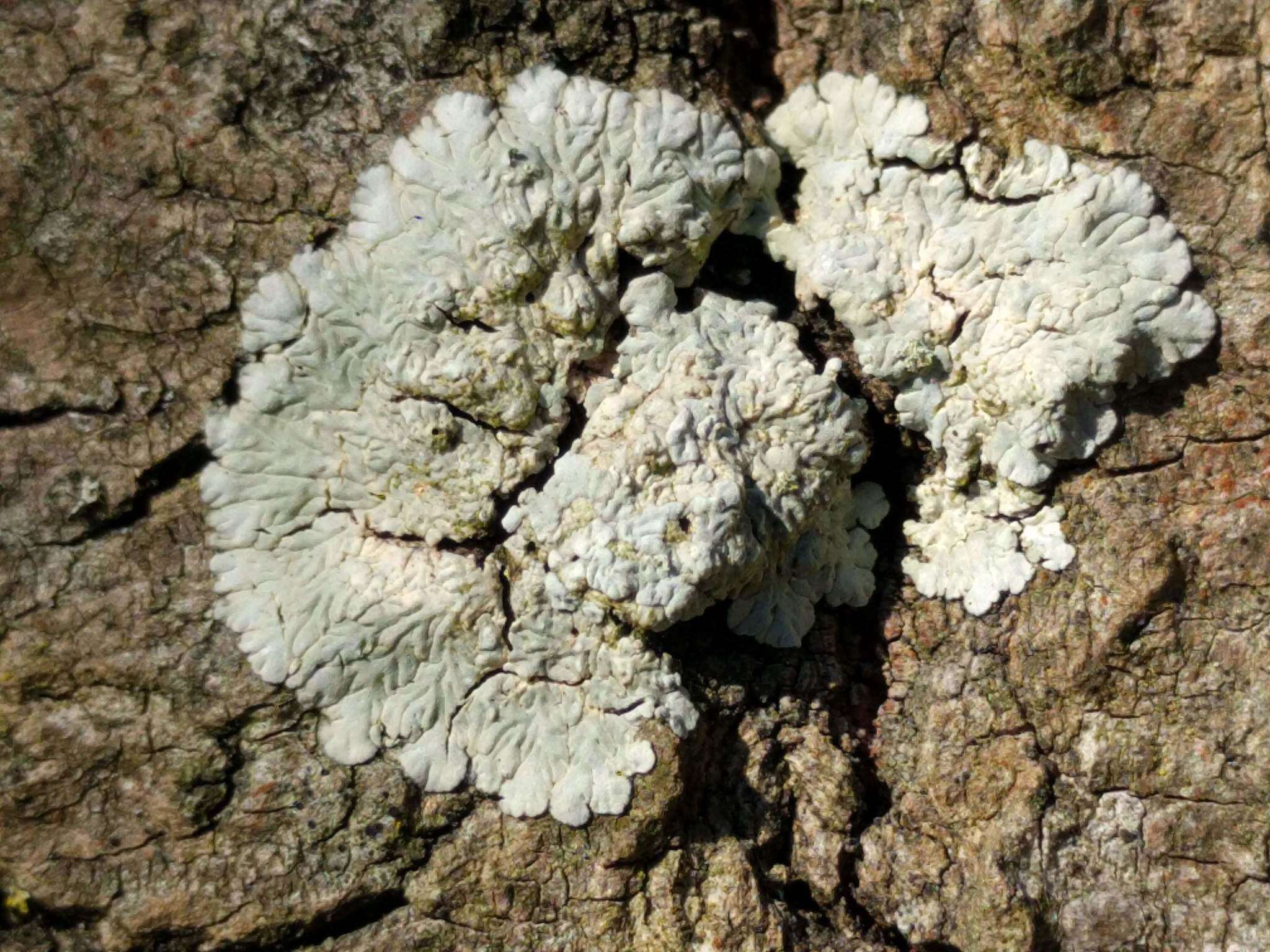 Image of diploicia lichen