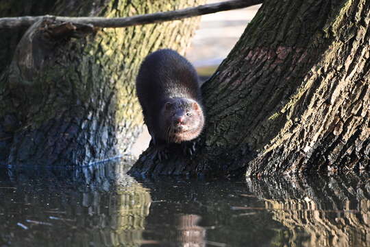 Image of American Mink