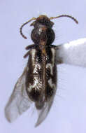 Image of Metaxinidae