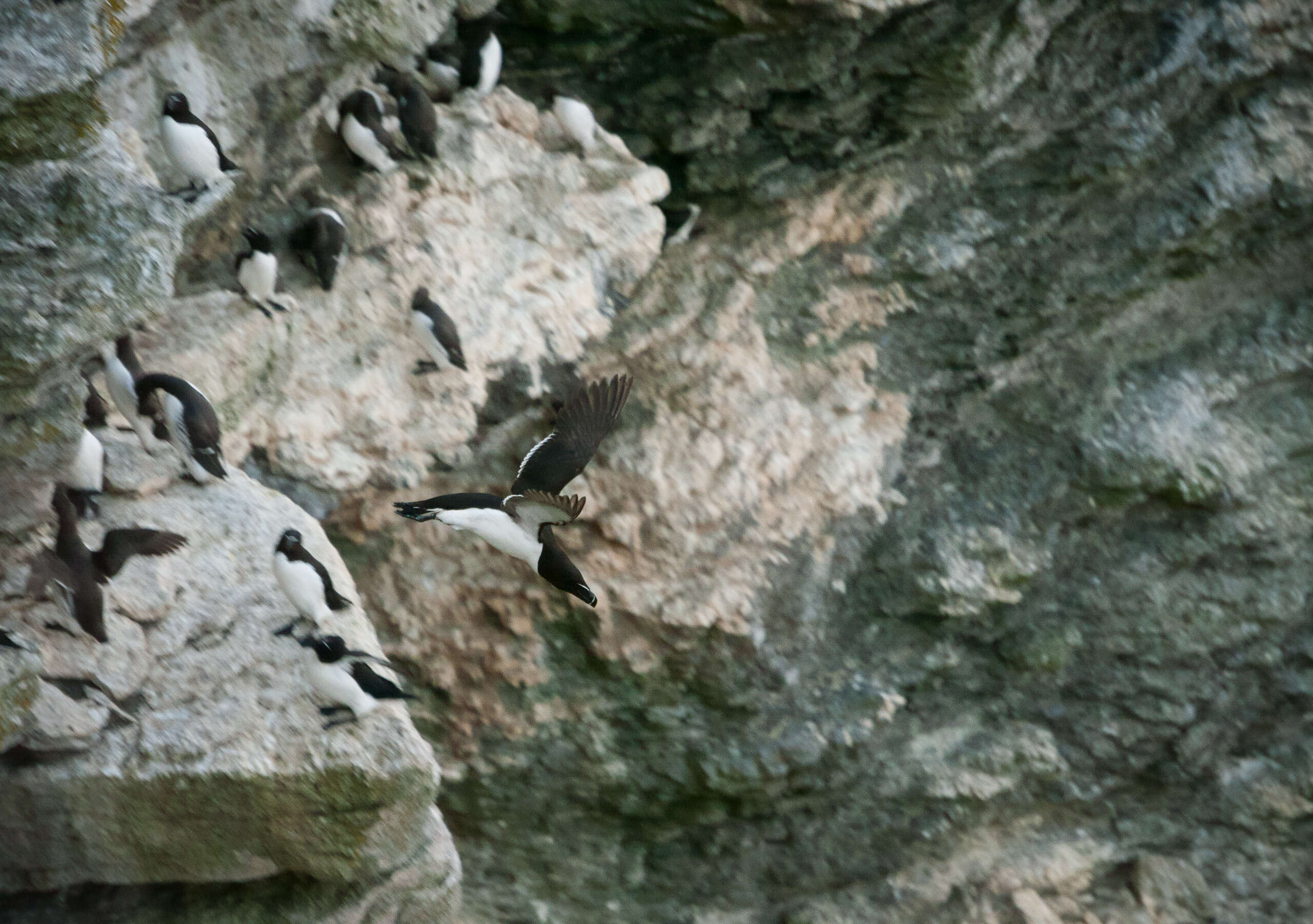 Image of Lesser auk