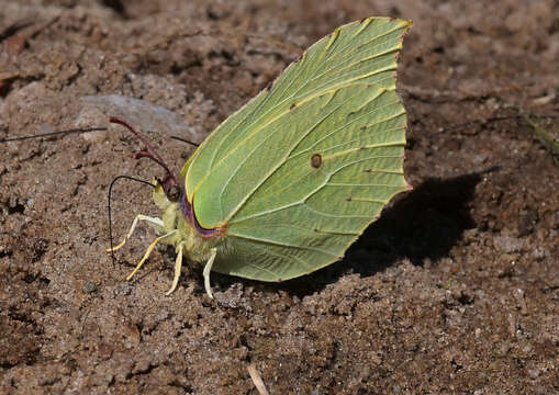 Imagem de Gonepteryx rhamni (Linnaeus 1758)